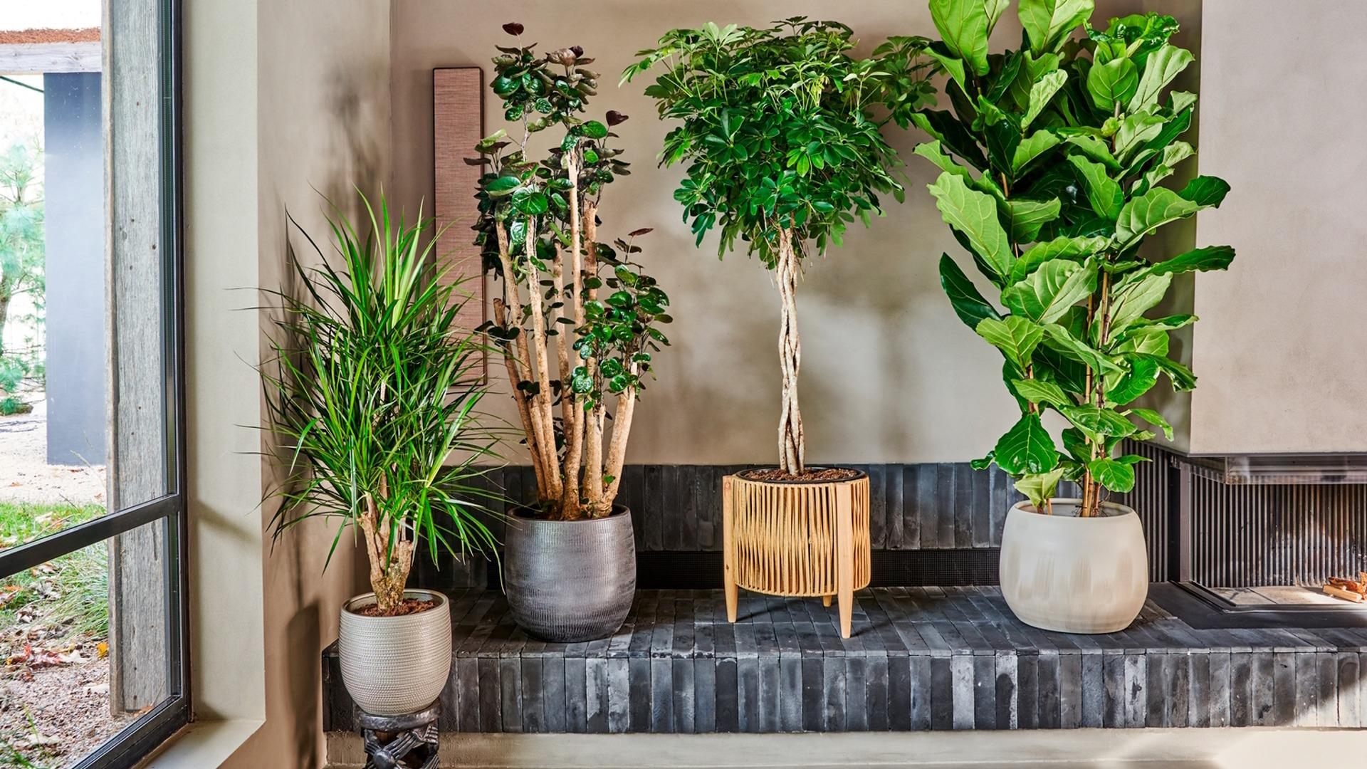 Tuinontwerp studio - Kantoor en Interieurbeplanting