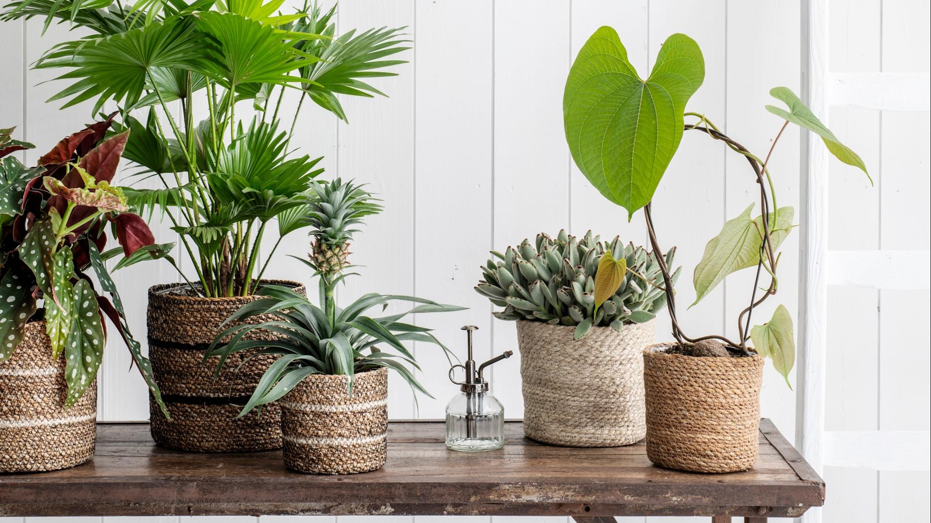 Tuinontwerp studio - Kantoor en Interieurbeplanting