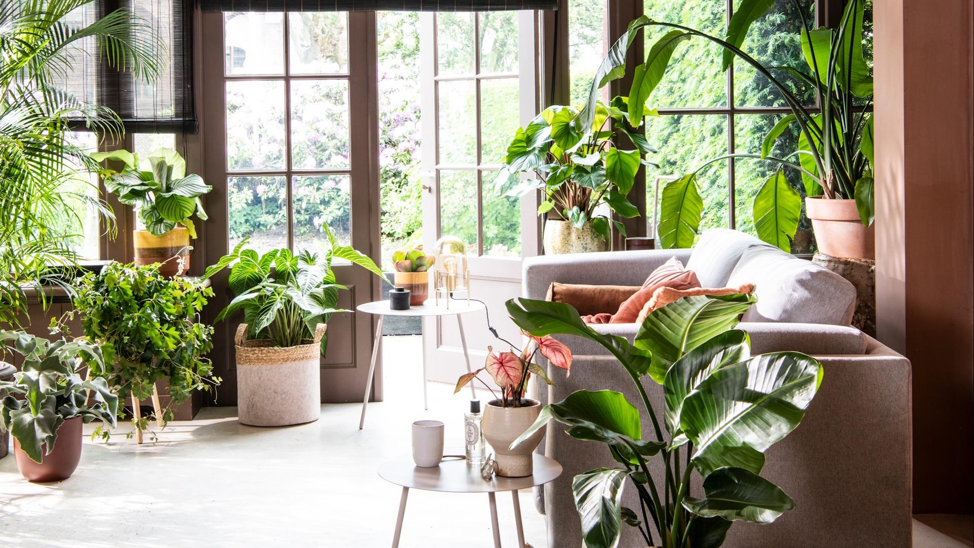 Tuinontwerp studio - Kantoor en Interieurbeplanting