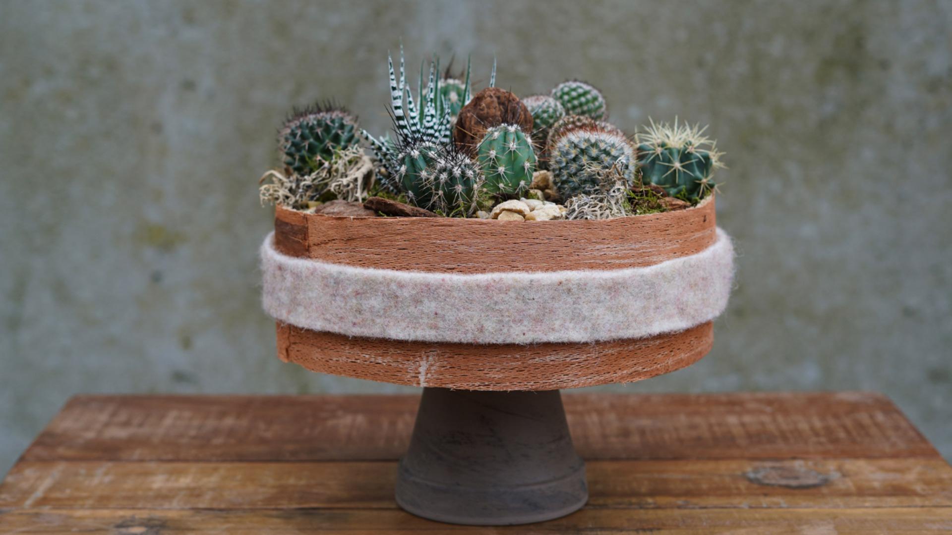 Studio Intratuin Workshop - Cactus Taart